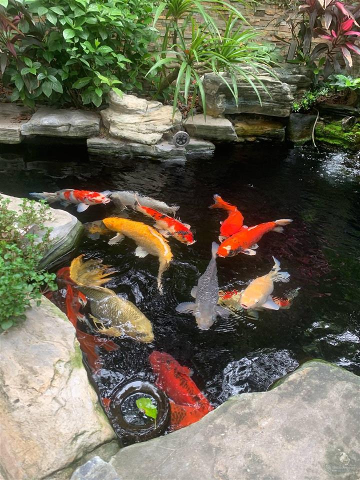 Chính chủ gửi bán bt đơn lập view hồ siêu rẻ tại vinhomes thăng long