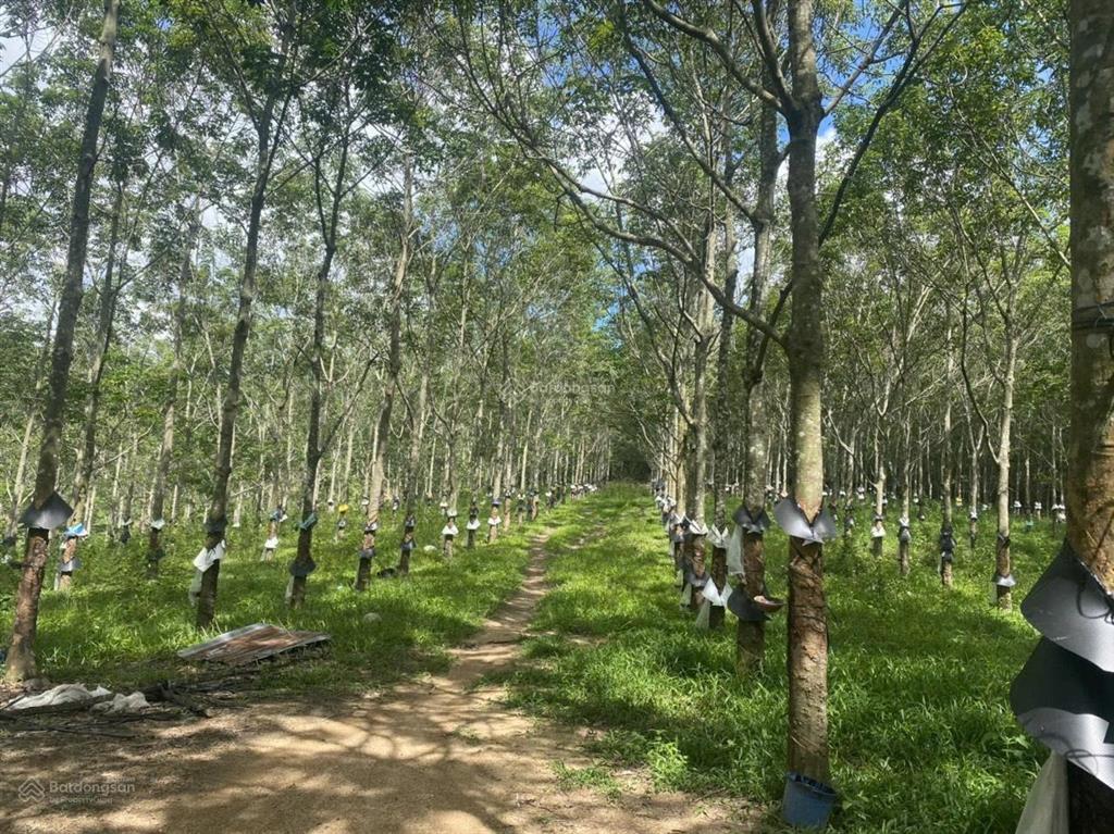 Chính chủ bán 5ha cao su đang thu hoạch giá 3 tỷ