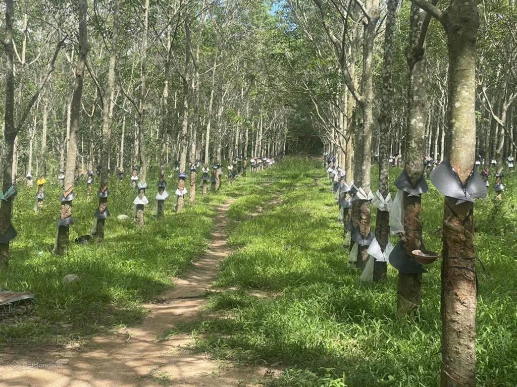 Chính chủ bán 5ha cao su đang thu hoạch giá 3 tỷ