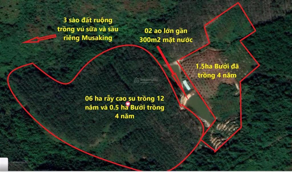 Chính chủ bán 5ha cao su đang thu hoạch giá 3 tỷ