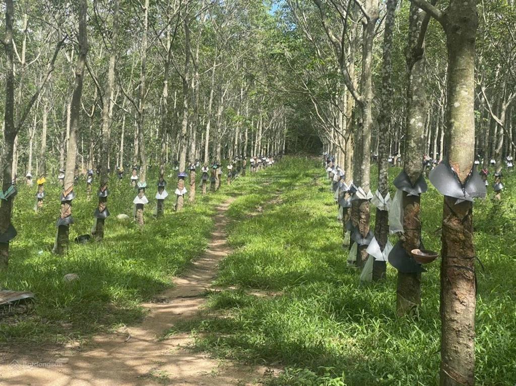 Chính chủ bán 5ha cao su đang thu hoạch giá 3 tỷ