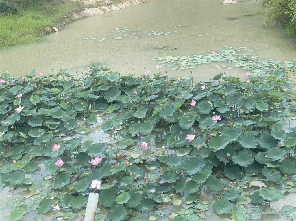 Chính chủ bán 5ha cao su đang thu hoạch giá 3 tỷ