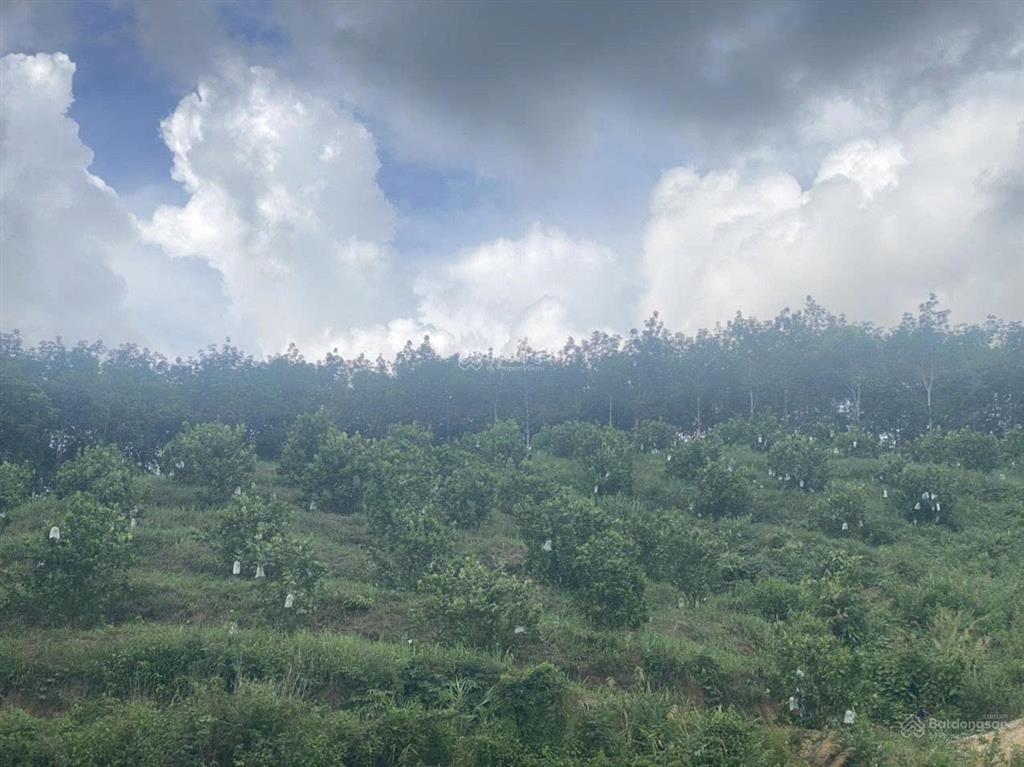 Chính chủ bán 5ha cao su đang thu hoạch giá 3 tỷ