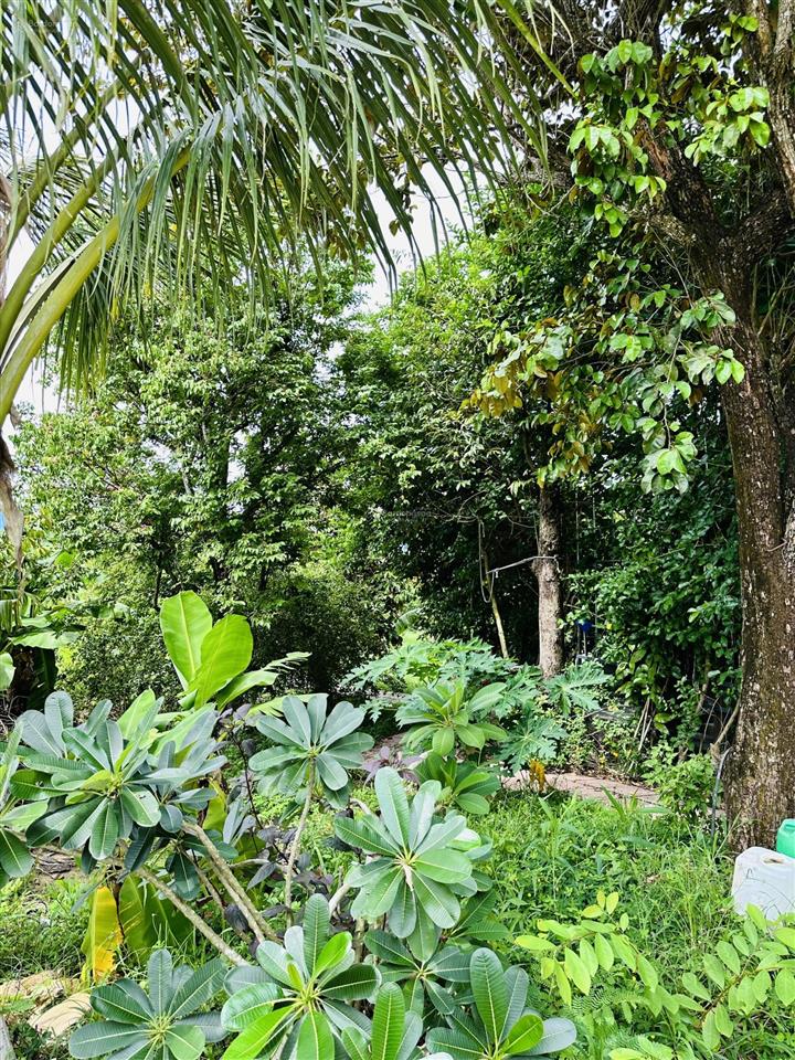 Chính chủ bán vườn nghỉ dưỡng 7.500 m² tại khánh vĩnh vị trí đẹp, quy hoạch đất ở