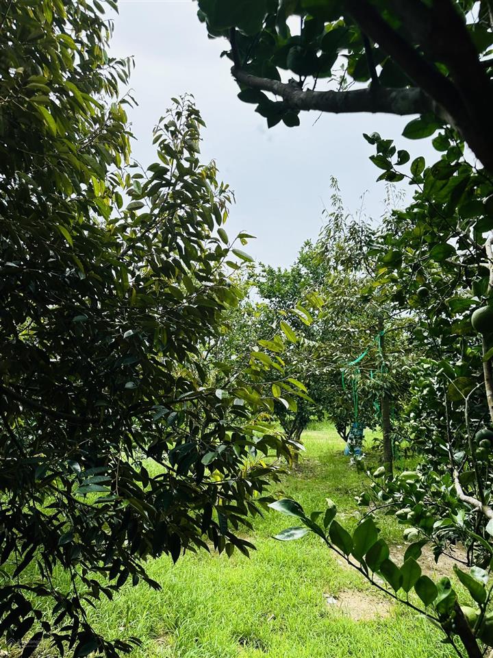 Chính chủ bán vườn nghỉ dưỡng 7.500 m² tại khánh vĩnh vị trí đẹp, quy hoạch đất ở
