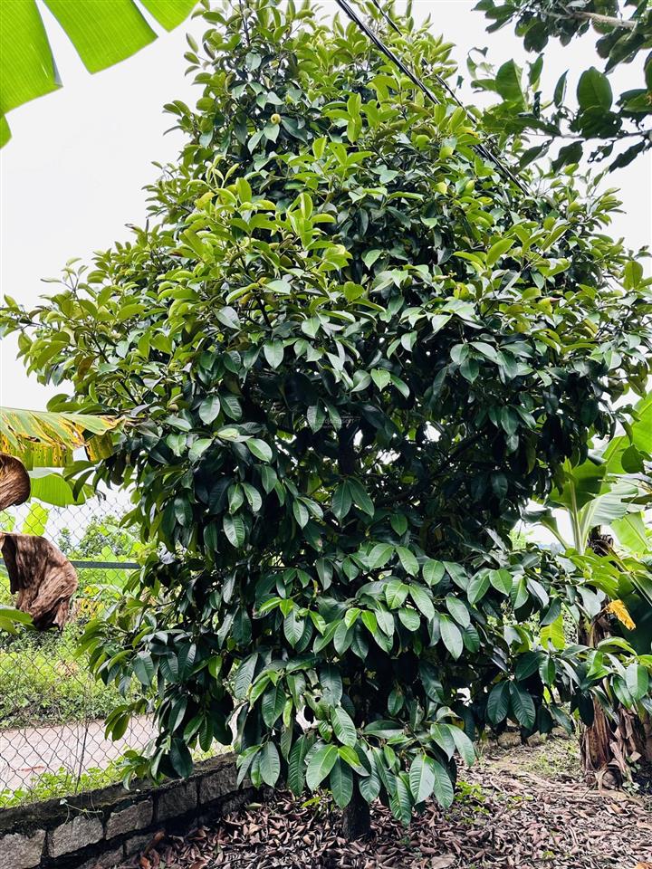 Chính chủ bán vườn nghỉ dưỡng 7.500 m² tại khánh vĩnh vị trí đẹp, quy hoạch đất ở