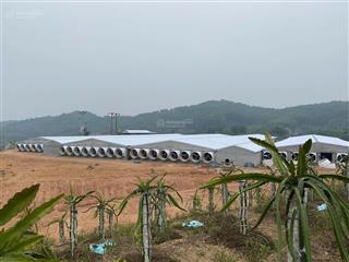 Cơ hội đầu tư nông nghiệp siêu lợi nhuận trại gà 2ha phú thọ