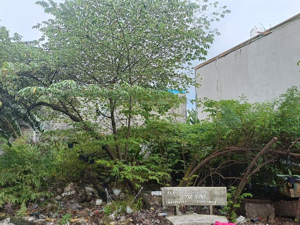 Bán gấp 250m2 đất full thổ quách điêu  bình chánh  đường nhựa 6m  ngang 17m giá hơn 6 tỷ