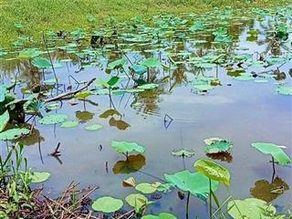 Bán lô đất view hồ sen, 5 sào, giá chỉ 1,6 tỷ phú hòa  đồng nai