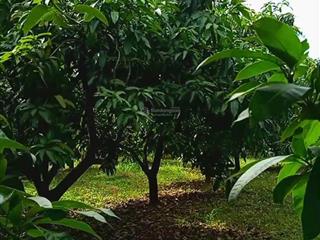 Bán lô đất vườn xoài  xã định quán, đồng nai