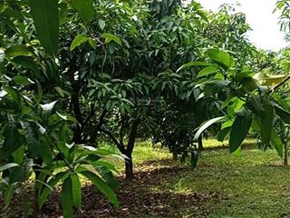 Bán đất tại xã phú ngọc, định quán, đồng nai, 700 triệu có ngày 1100m2 với 100m thổ cư