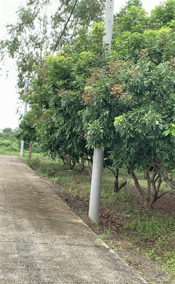 Chính chủ bán gấp lô đất ven sông 2.548m2, giá 5,6 tỷ, đường bình ba đá bạc, xuyên mộc, brvt