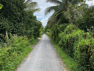 1000m2 đất vườn, cây ăn trái 1 sẹc đường hà duy phiên  bình mỹ  củ chi