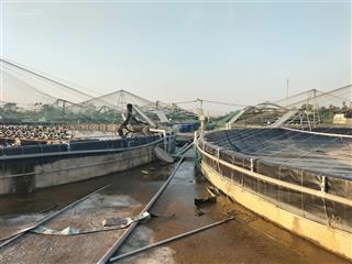 Cần chuyển nhượng trang trại tôm 32000m2 tại nga sơn, thanh hóa, giá tl,  0964 564 ***4