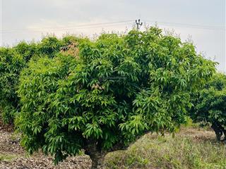 Bán 2400m đất lõi phường chũ bắc ninh giá đầu tư 0982 188 ***