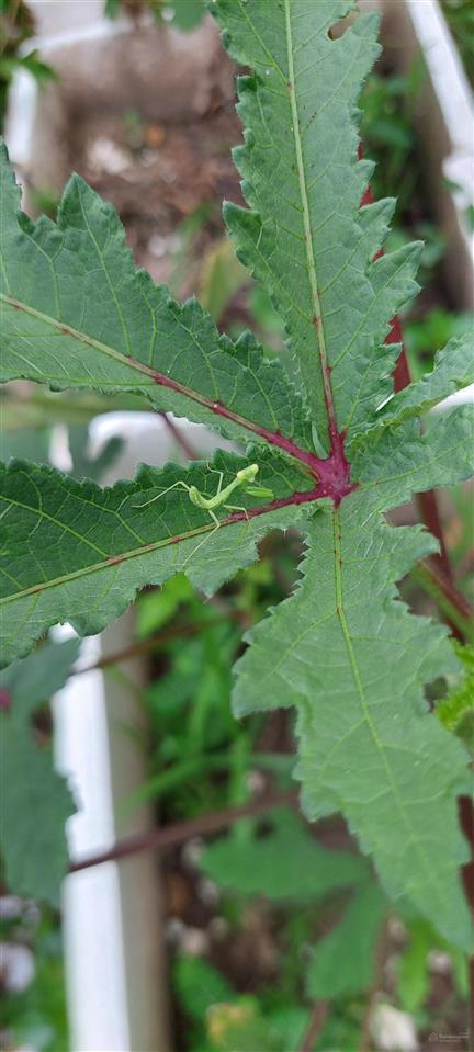 Bán đất lô góc khu phân lô tứ hiệp dt 185m2 giá bán 45 tỷ đồng. xin  trần đình lộc 0962 658 ***