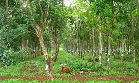 Chính chủ gửi bán đất 2 mặt tiền giá 4.2 tỷ xã bình an, long thành, đồng nai