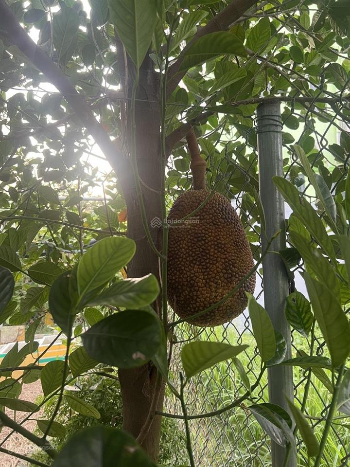 Bán căn hộ chung cư conic garden, 2pn1w giá 2.350 tỷ, có hỗ trợ vay nh   0979 695 ***