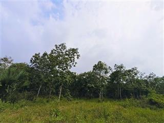 BÁN GẤP 26.000M² ĐẤT TRỒNG CAO SU 5 NĂM TUỔI – ĐƯỜNG NHỰA Ô TÔ – HOÀ BÌNH, XUYÊN MỘC – BRVT