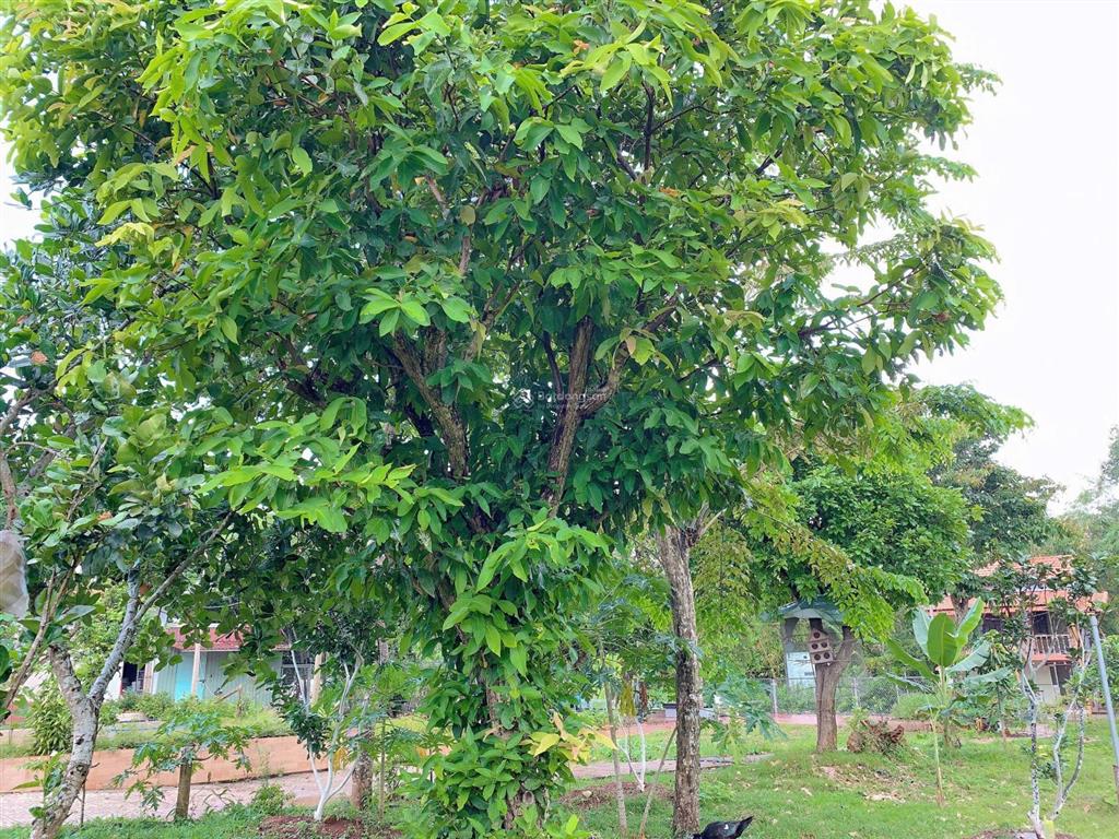 Bán khoảng 6 sào 1 (6115m2) đất xã nghĩa thành, tp. hcm. giá 12 tỷ
