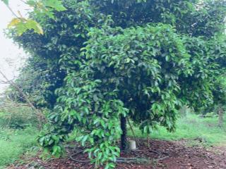 Bán khoảng 3 sào 2 (3245m2) xã đá bạc, huyện châu đức, brvt. giá 3 tỷ