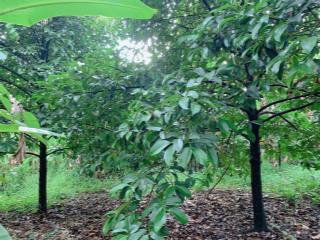 Bán khoảng 1 sào 1 (1115m2) xã bình ba, huyện châu đức, brvt. giá 1 tỷ 350tr