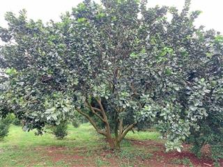 Bán khoảng 3 sào 4 (3391m2) đất xã láng lớn, huyện châu đức, brvt. giá 4 tỷ 069tr