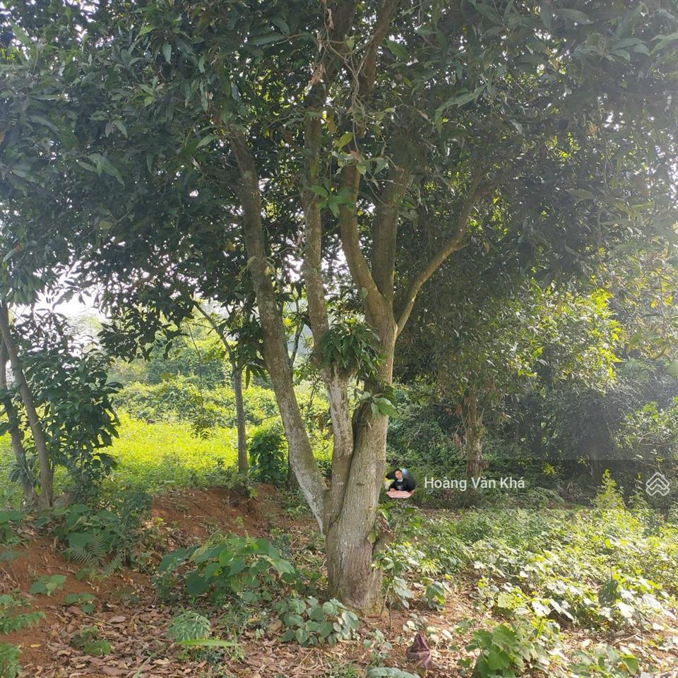 Đất thị trấn xuân mai mà có 8 triệu / 1m2 không thế tin nổi