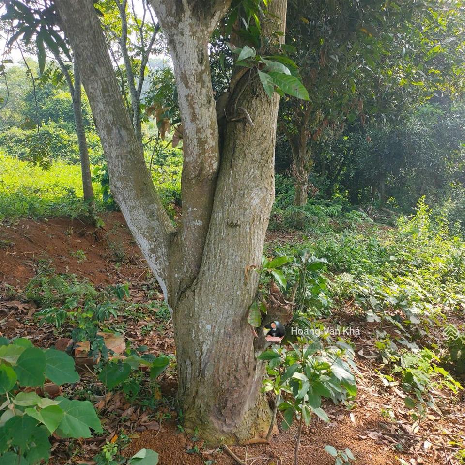 Đất thị trấn xuân mai mà có 8 triệu / 1m2 không thế tin nổi