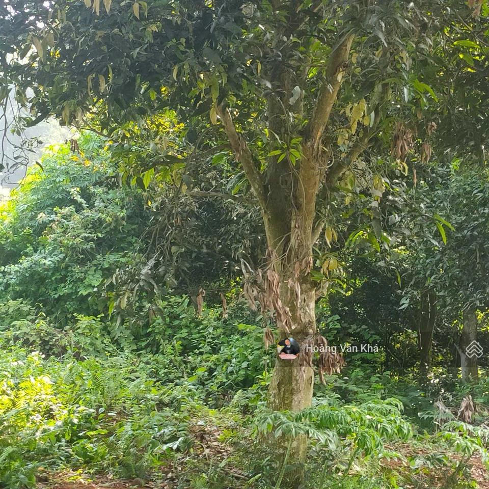 Đất thị trấn xuân mai mà có 8 triệu / 1m2 không thế tin nổi