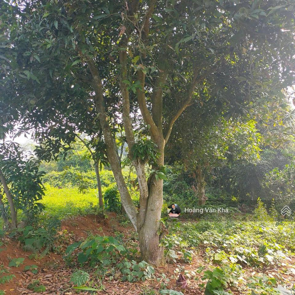 Đất thị trấn xuân mai mà có 8 triệu / 1m2 không thế tin nổi