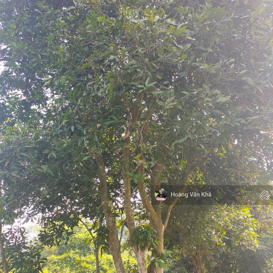 Đất thị trấn xuân mai mà có 8 triệu / 1m2 không thế tin nổi