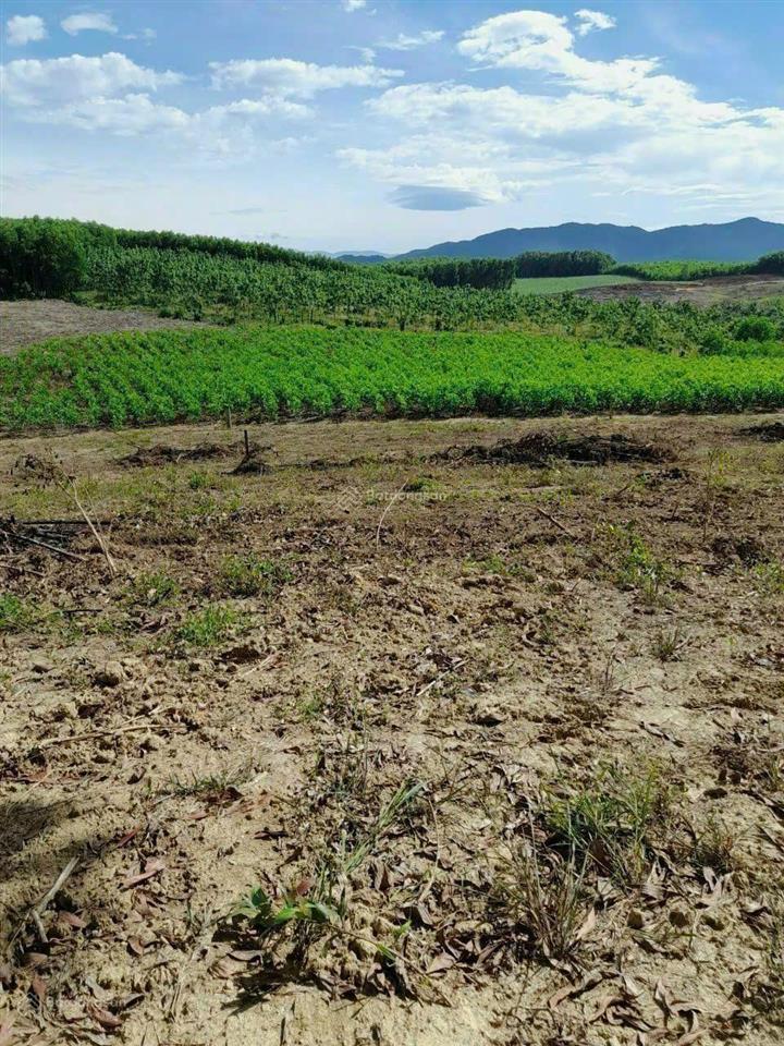 Cần bán lô đất cây lâu năm 1.227,8m2 xuân đồng, diên khánh, khánh hòa