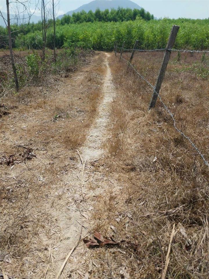 Cần bán lô đất cây lâu năm 1.227,8m2 xuân đồng, diên khánh, khánh hòa