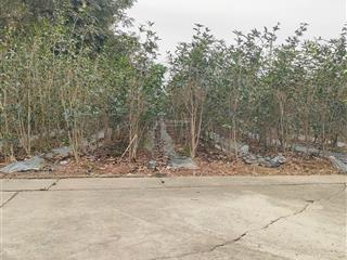 Ac đang cần tìm đất hoàng trạch, mễ sở? có 200m2 ngay đường gom vành đai 4, đường 2 ô tô tránh