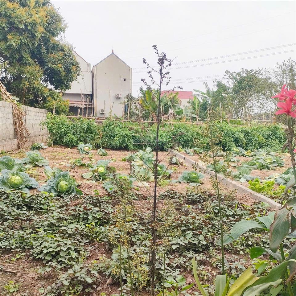 Tài chính nho nhỏ! nhỉnh 2 tỷ/100m2 dũng tiến đông tảo, đường ô tô ngay vành đai 4, 0961 532 ***