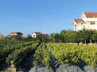 Siêu f0 bán gấp cần tiền! hoàng trạch mễ sở bán 400m2 cạnh vành đai 4 đối diện đấu giá, 0931 841 ***