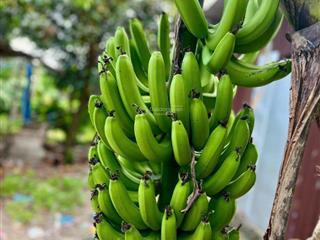 Bán nhanh đất vườn giá rẻ suối tiên  diên khánh, khánh hòa có thổ cư