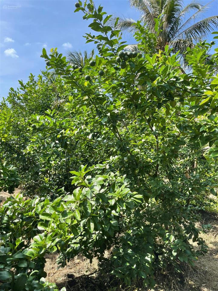 Bán đất ấp thạnh hòa, long hưng, châu thành, tiền giang. 17,6m x 28,4m= 500m, đường ôtô 2,7m, 920tr