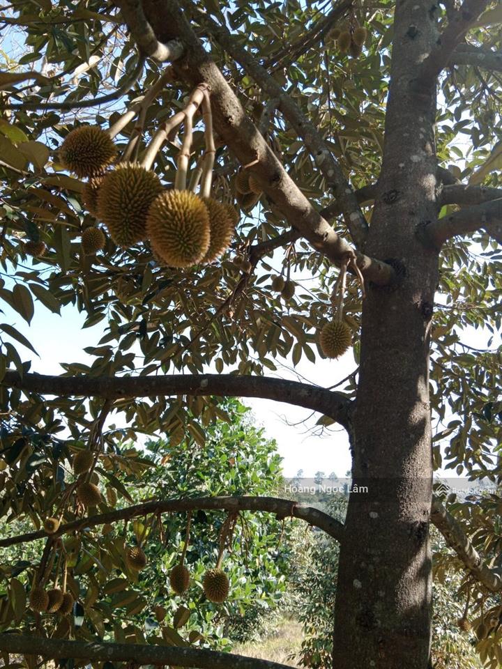 Chỉ 3,9 tỷ sở hữu ngay 45,000m2(4ha5) vườn sầu riêng đang cho cho thu hoạch + nhà cấp 4