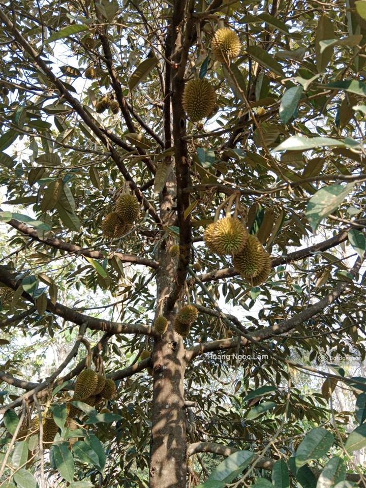 Chỉ 3,9 tỷ sở hữu ngay 45,000m2(4ha5) vườn sầu riêng đang cho cho thu hoạch + nhà cấp 4