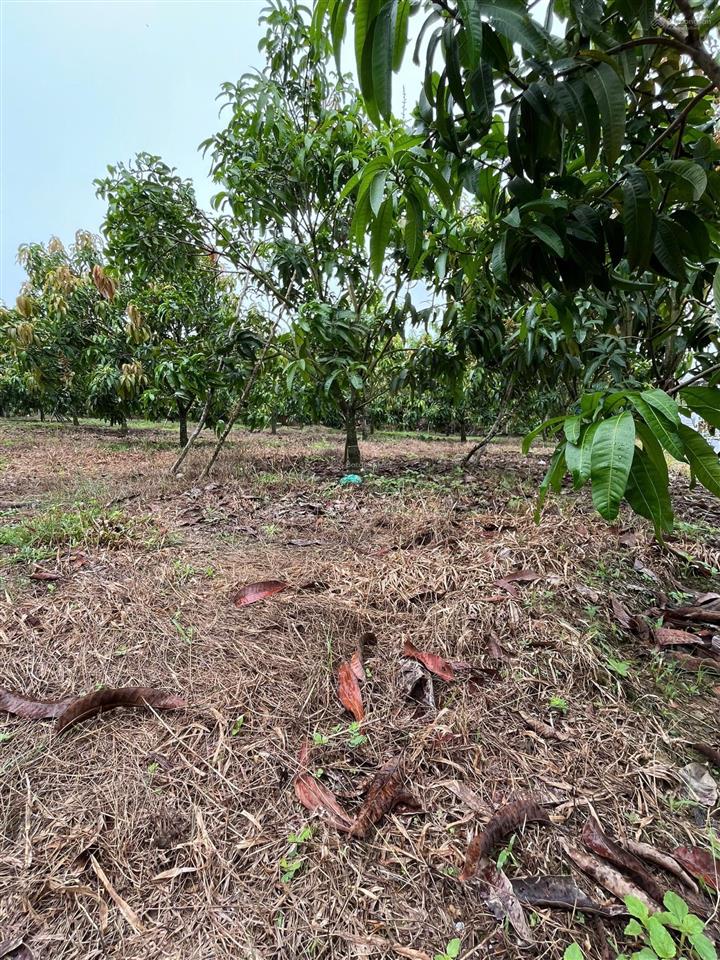 Bán đất ngọc định, định quán, đồng nai, 5,5 tỷ, 35000m2 (3ha5) đất bằng đẹp sổ hồng đầy đủ