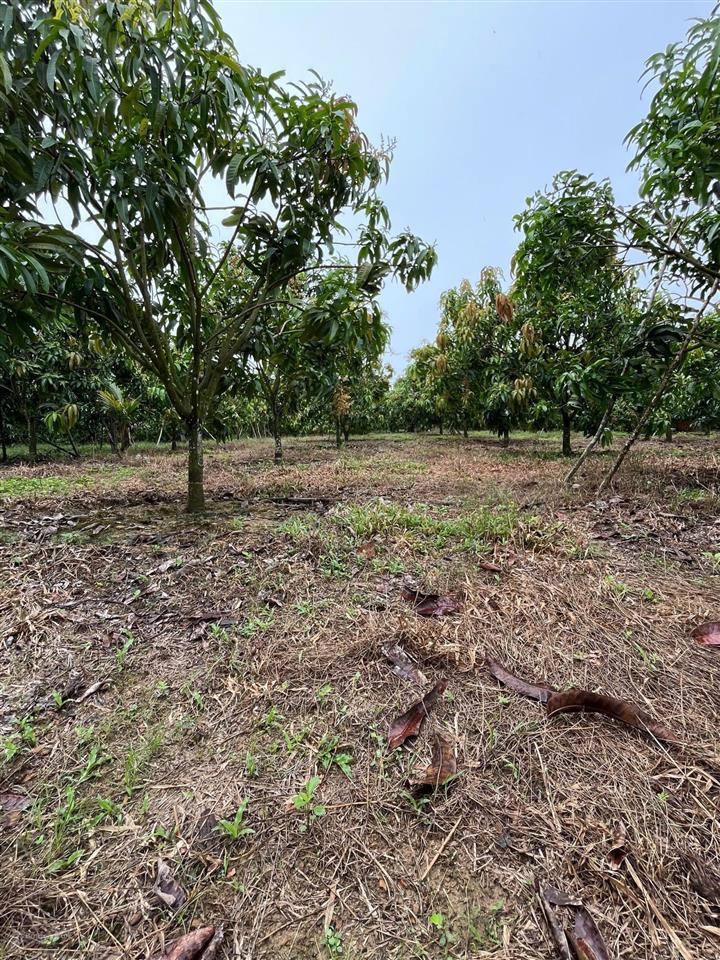 Bán đất ngọc định, định quán, đồng nai, 5,5 tỷ, 35000m2 (3ha5) đất bằng đẹp sổ hồng đầy đủ