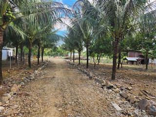 Cần bán vườn 1537,8m2 cách biển nha trang 8km