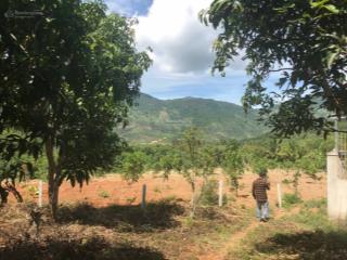 Bán nhanh vườn xoài gần 3ha nha trang