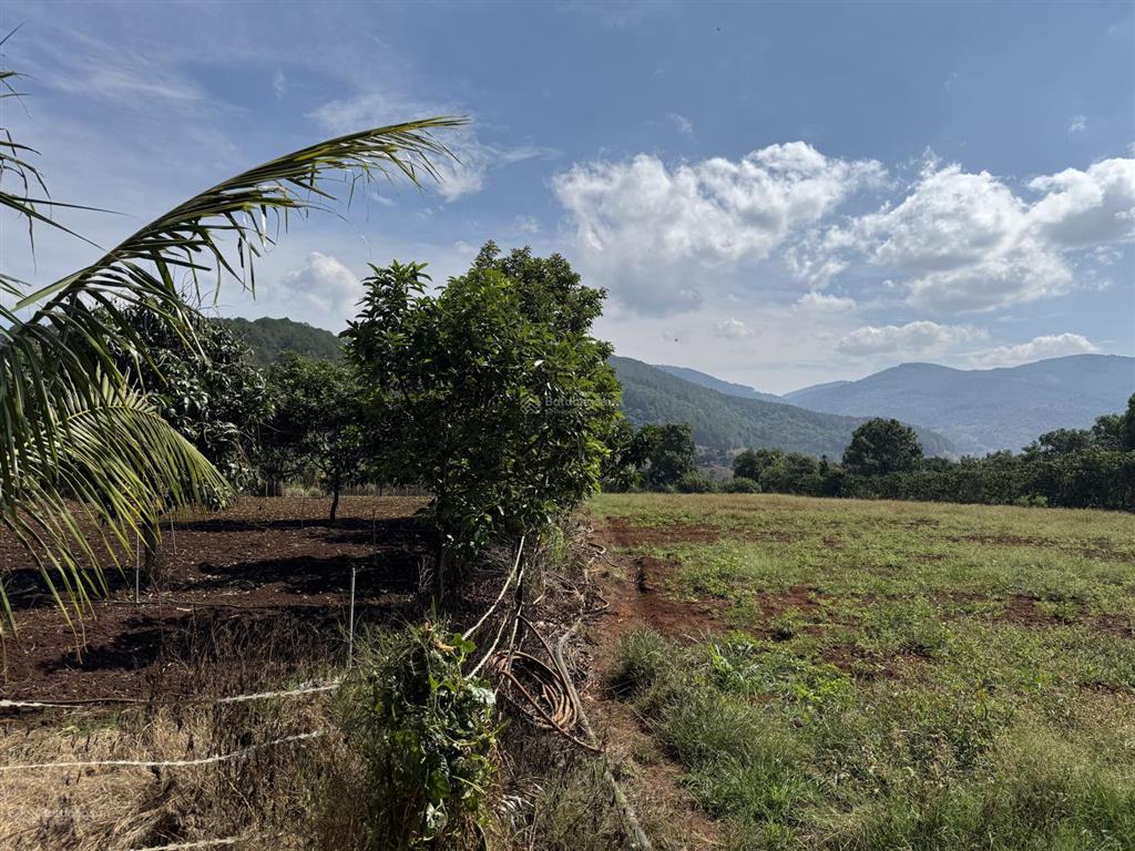 Bán nhanh 1433m2 (400m2 thổ cư) đất tà nung  đà lạt, độc quyền đẹp, rẻ nhất trên toàn thị trường