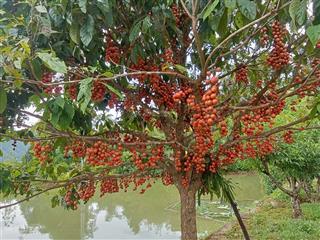 Cần bán đất nghỉ dưỡng có ao cây cối nhà cửa view đẹp triệu usd tại tú lý, đà bắc, hòa bình