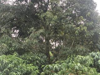 Bán đất nghỉ dưỡng bảo lâm, lâm đồng