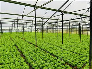 Cần bán mảnh đất nông nghiệp sạch, huỳnh tấn phát, p11, cách chợ đêm đà lạt 7.3km, sổ hồng riêng