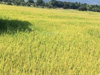 Bán nhanh lô đất lúa 1112m2 giá 340tr